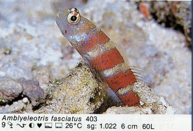 Amblyeleotris fasciatus